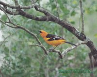 Altamira Oriole - Icterus gularis