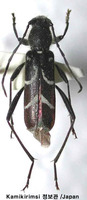 이른봄범하늘소 - Kazuoclytus lautoides