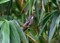 Brown Violetear