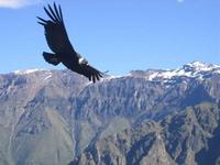 Andean Condor (Vultur gryphus)