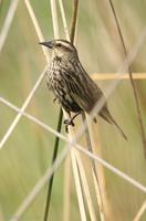 *NEW* Yellow-winged Blackbird (female)