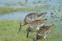 [Long-billed Dowitcher, adult well along to winter plumage, with two juvenile Short-billeds in f...