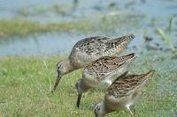 ...er plumage, with two juvenile Short-billeds in front. Note the Long-billed's rounder body and ov