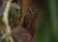 Wedge-billed Woodcreeper  