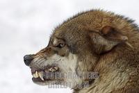 a growling european wolf in winter ( Canis lupus lupus ) stock photo