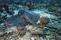 ...Black spotted Stingray ( Taeniura meyeni ) , Vakarufalhi , Ari atoll , Indian Ocean , Maldives s