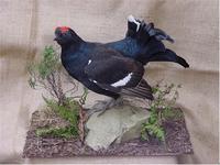 Black Grouse
