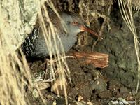 Water Rail Rallus aquaticus