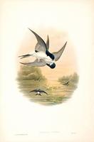 Richter after Gould House Martin (Chelidon urbica)