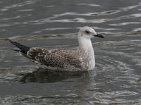 Lesser Black-backed Gull (Larus fuscus), 1K