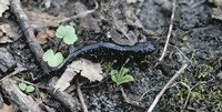 : Ambystoma laterale; Blue-spotted Salamander