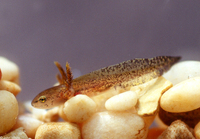 : Ambystoma maculatum; Spotted Salamander (larvae)