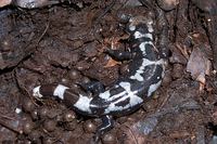 : Ambystoma opacum; Marbled Salamander