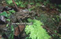 : Bufo asper