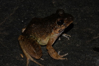 : Craugastor ranoides