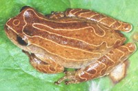 : Dendropsophus minutus