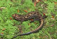 : Desmognathus carolinensis; Carolina Mountain Dusky Salamander