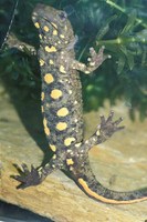 : Paramesotriton chinensis; Chinese Warty Newt