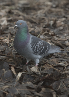 : Columba livia; Rock Dove