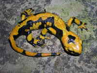 : Salamandra salamandra gigliolii; Fire Salamander