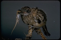 : Geococcyx californianus; Greater Roadrunner