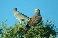 : Melierax canorus; Pale Chanting Goshawk