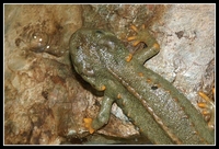 : Tylototriton vietnamensis