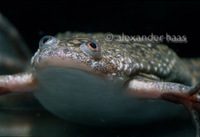 : Xenopus laevis; African Clawed Frog