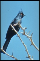 : Phainopepla nitens; Phainopepla (silky Flycatcher)