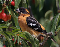 : Pheucticus melanocephalus; Black-headed Grosbeak