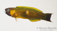 : Labropsis polynesica