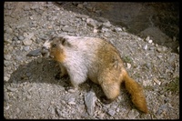 : Marmota caligata; Hoary Marmot