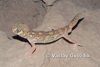 : Teratoscincus bedriagai