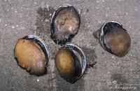 : Balanus nubilis; Giant Acorn Barnacle;