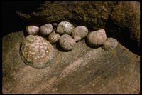 : Collisella sp.; Limpets