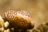 : Cyphoma gibbosum; Flamingo Tongue Snail