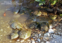 : Limulus polyphemus; Horseshoe Crab