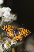 : Phyciodes mylitta;; Mylitta Crescentspot
