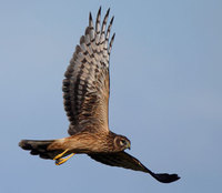 Hen Harrier