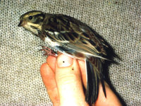 Rustic bunting, Emberiza rustica