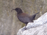 물까마귀 Cinclus pallasii | brown dipper