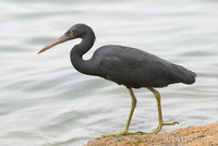 Reef Egret 岩鷺