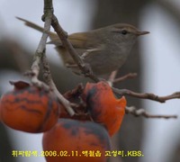 감먹는 휘파람새