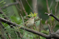 褐色柳鶯 Phylloscopus fuscatus Dusky Warbler