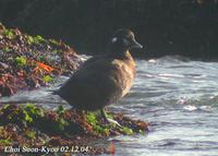 Fig. 8. Harlequin Duck : 흰줄박이오리