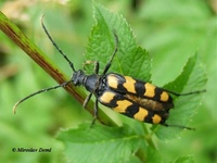 Leptura quadrifasciata quadrifasciata