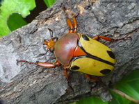 Eudicella trilineata interruptefasciata