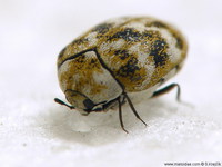Anthrenus verbasci