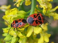 Eurydema dominulus