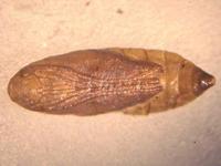 Leucoptera malifoliella - Apple leaf miner